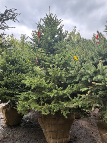 Image for 7' Black Hills Spruce