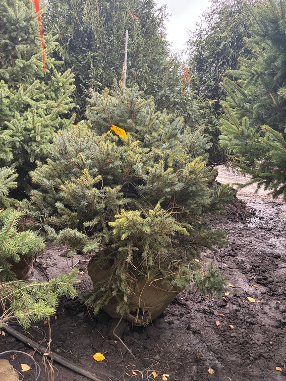3' Spruce Meyer