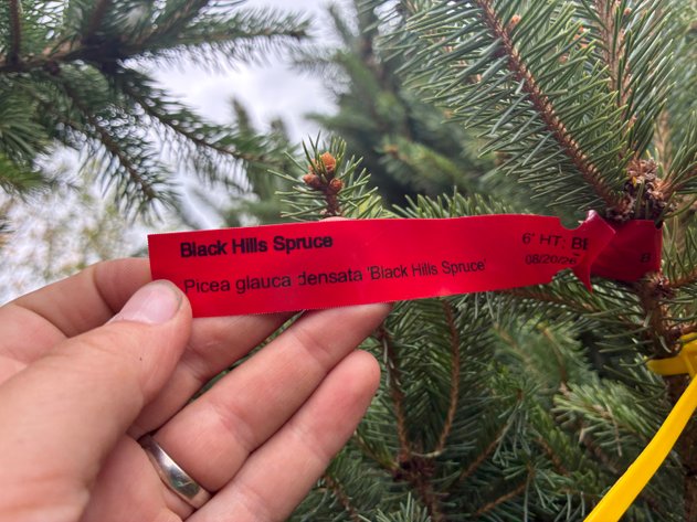 Image for 6' Black Hills Spruce