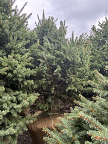 Image for 6' Black Hills Spruce