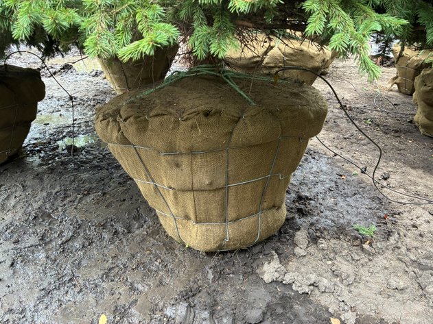 Image for 7' Black Hills Spruce