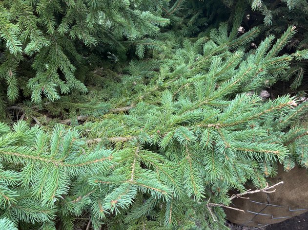 Image for 7' Black Hills Spruce