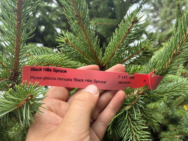 Image for 7' Black Hills Spruce