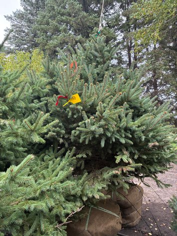 Image for 6' Black Hills Spruce