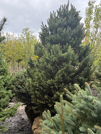 Image for 7' Black Hills Spruce