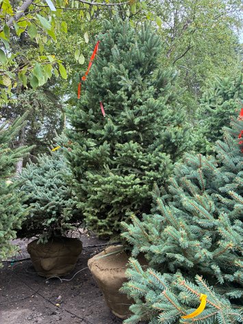 Image for 7' Black Hills Spruce
