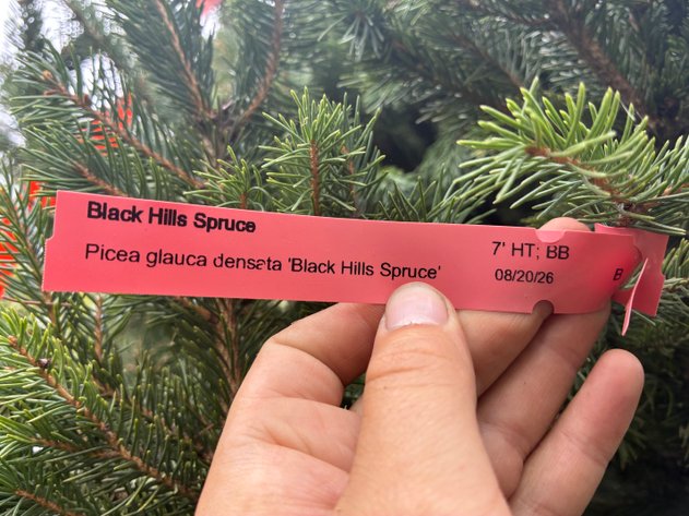 Image for 7' Black Hills Spruce