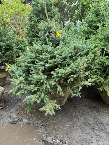 Image for 5' Meyer Spruce