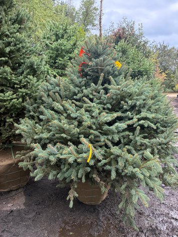 Image for 5' Meyer Spruce