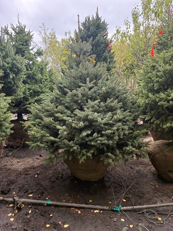 Image for 5' Meyer Spruce