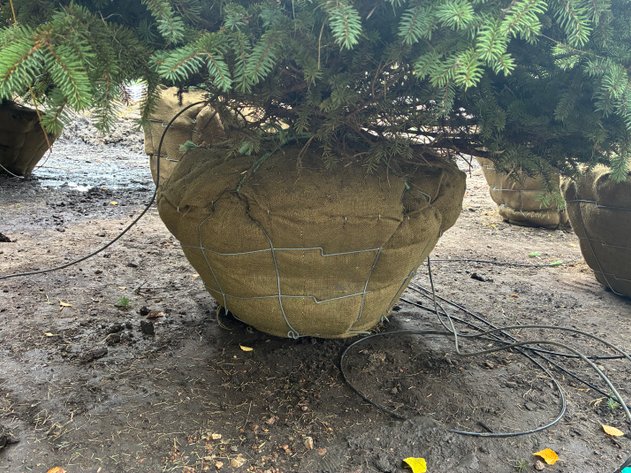 Image for 5' Meyer Spruce