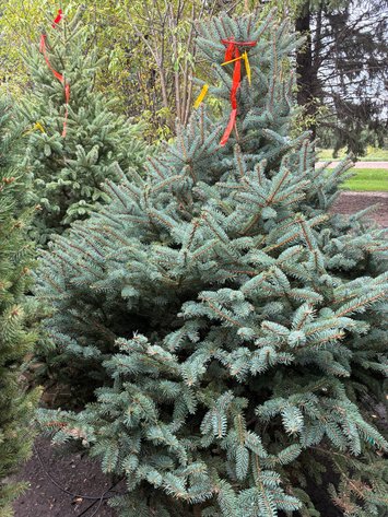 Image for 5' Meyer Spruce