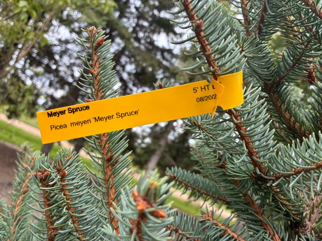 Image for 5' Meyer Spruce