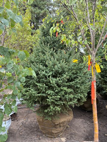Image for 8' Black Hills Spruce