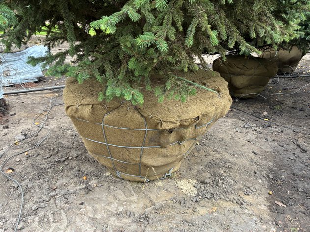 Image for 8' Black Hills Spruce
