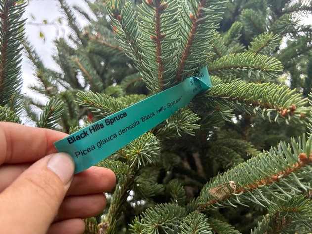 Image for 8' Black Hills Spruce