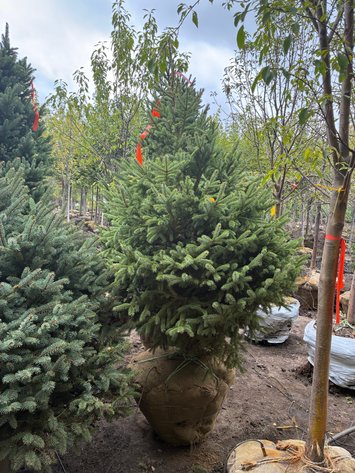 Image for 6' Black Hills Spruce