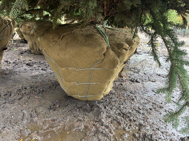 Image for 5' Meyer Spruce