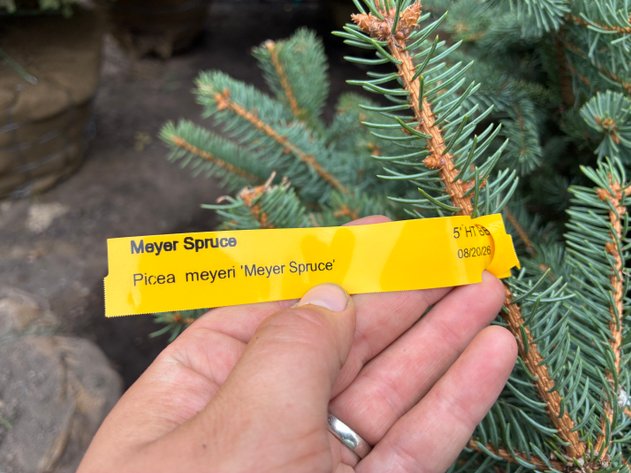 Image for 5' Meyer Spruce