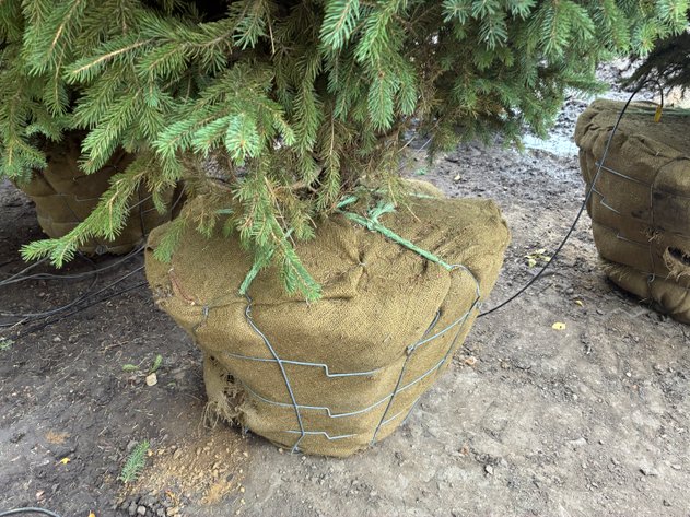 Image for 6' Black Hills Spruce