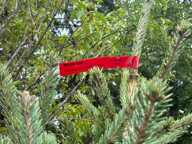 Image for 6' Black Hills Spruce