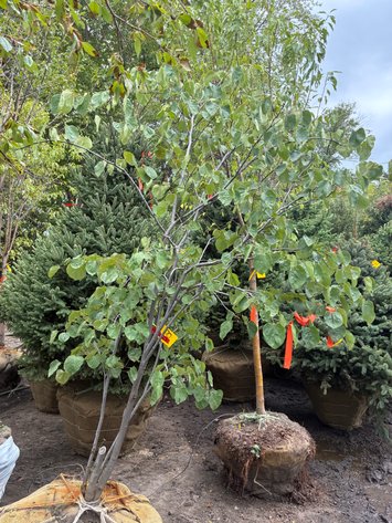 Image for 6' Northern Redbud