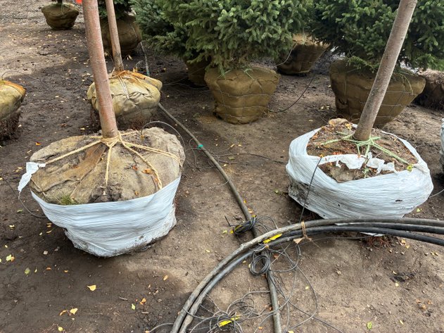 Image for 2.5