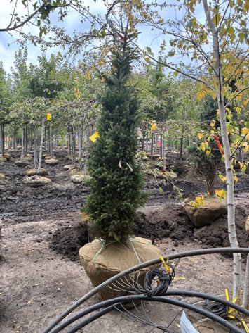 Image for 6' Black Hills Spruce