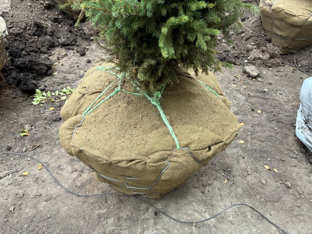 Image for 6' Black Hills Spruce