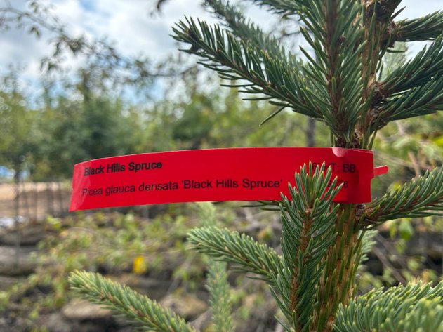 Image for 6' Black Hills Spruce