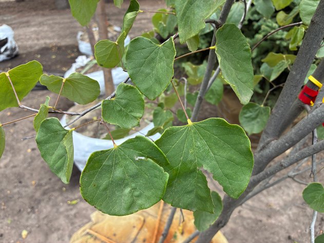 Image for 6' Northern Redbud