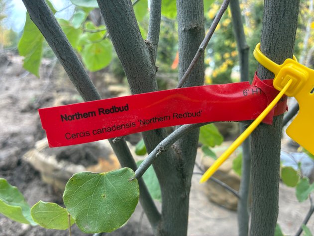 Image for 6' Northern Redbud