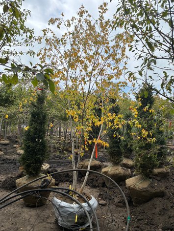 Image for 14' Whitespire Birch Clump