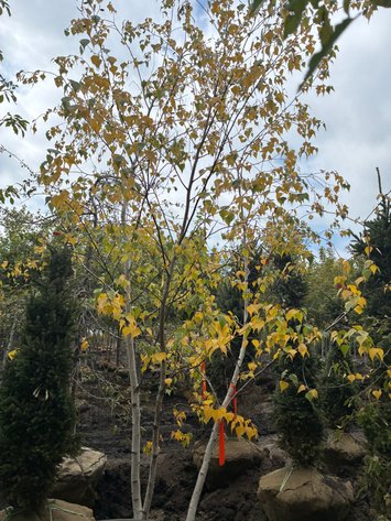 Image for 14' Whitespire Birch Clump