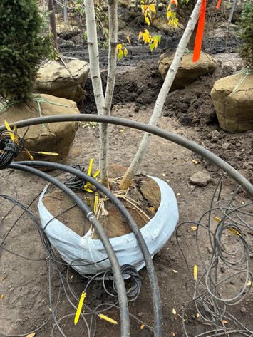Image for 14' Whitespire Birch Clump