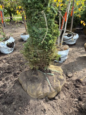 Image for 6' Black Hills Spruce