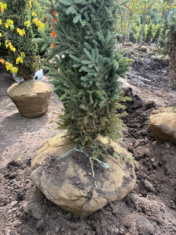 Image for 6' Black Hills Spruce