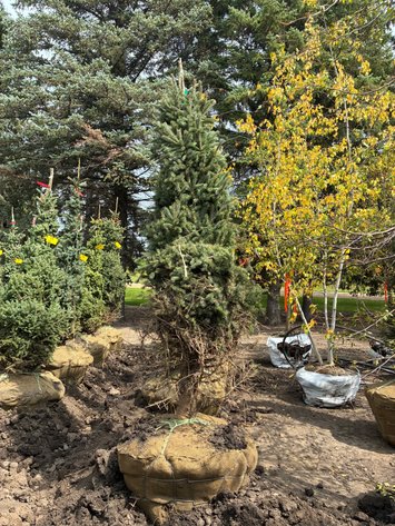 Image for 8' Black Hills Spruce