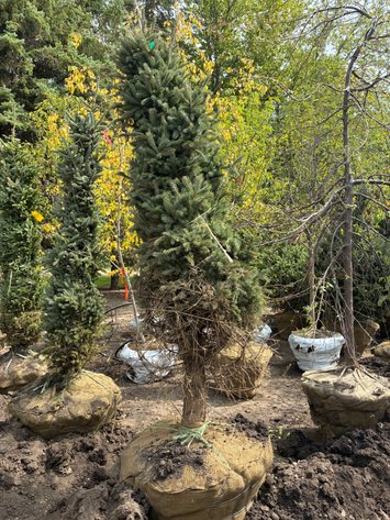Image for 8' Black Hills Spruce