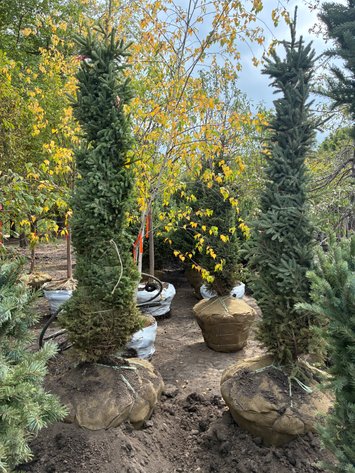 Image for 6' Black Hills Spruce