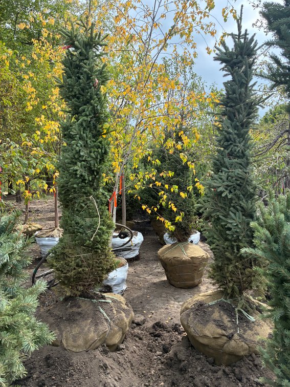 6' Black Hills Spruce