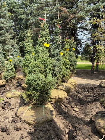 Image for 6' Black Hills Spruce
