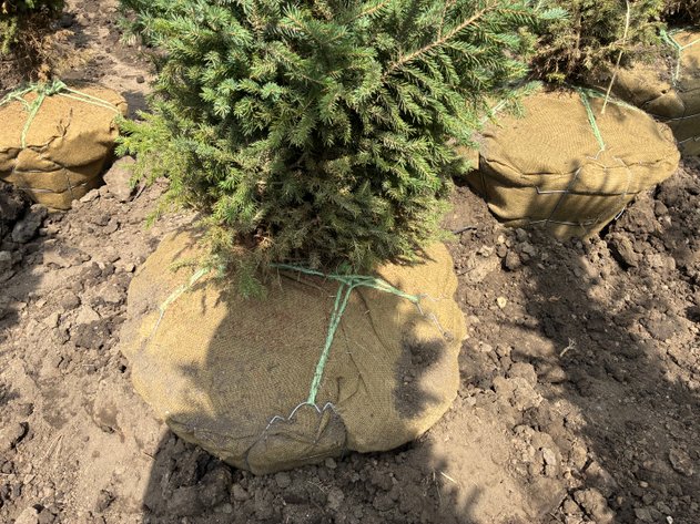 Image for 6' Black Hills Spruce