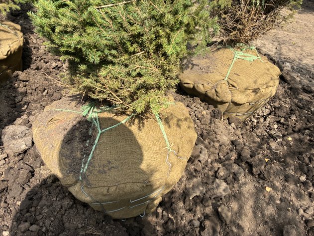 Image for 6' Black Hills Spruce