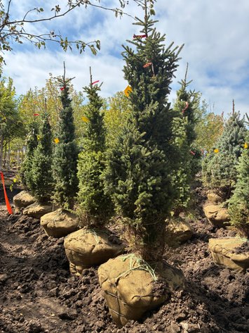 Image for 6' Black Hills Spruce