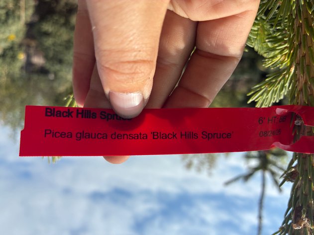 Image for 6' Black Hills Spruce