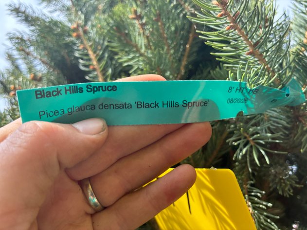 Image for 8' Black Hills Spruce