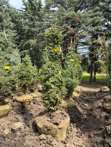 Image for 6' Black Hills Spruce