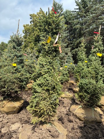 Image for 6' Black Hills Spruce