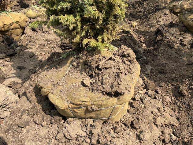 Image for 6' Black Hills Spruce